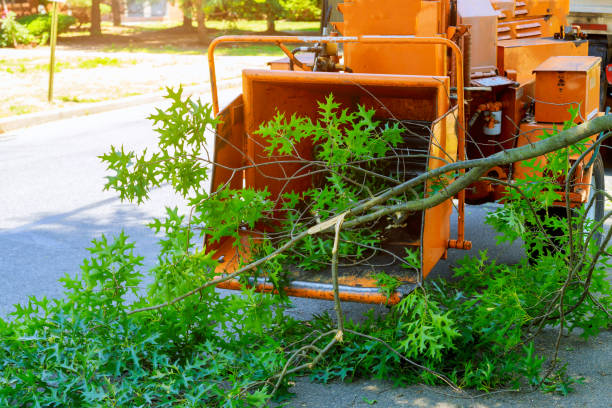 Best Arborist Services Near Me  in Ridgemark, CA